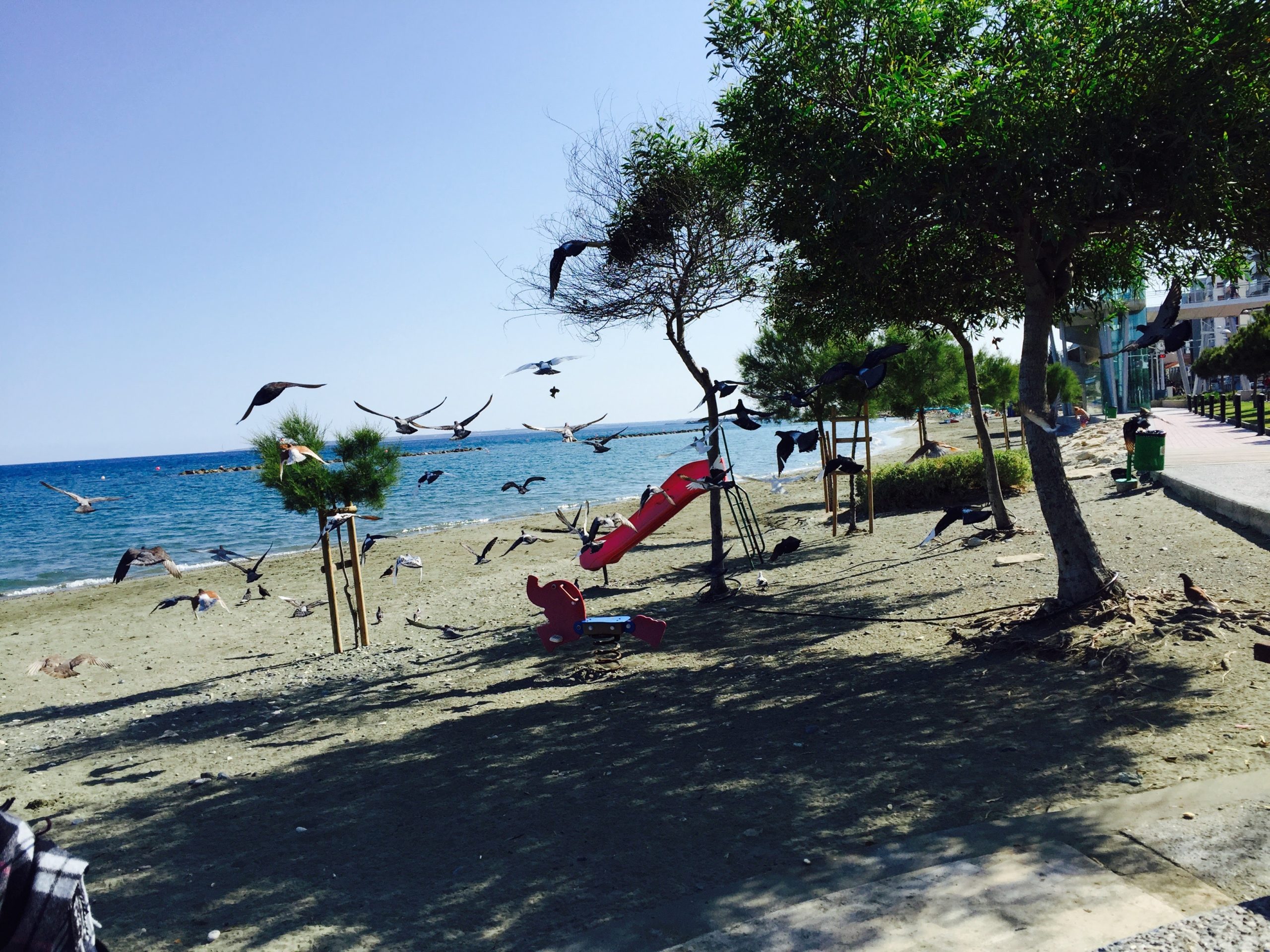 キプロスの海と砂浜にある公園と飛び立つ大量の鳥